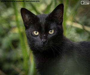 yapboz Siyah kedi yüzü